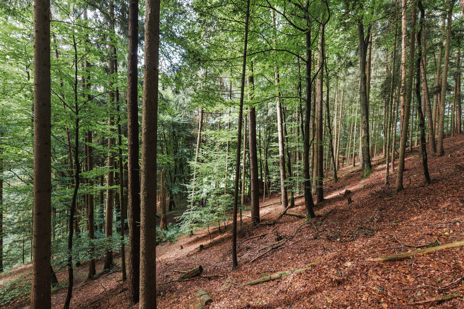 oberhauser-reisermühle-reischach-aussen_396A7880
